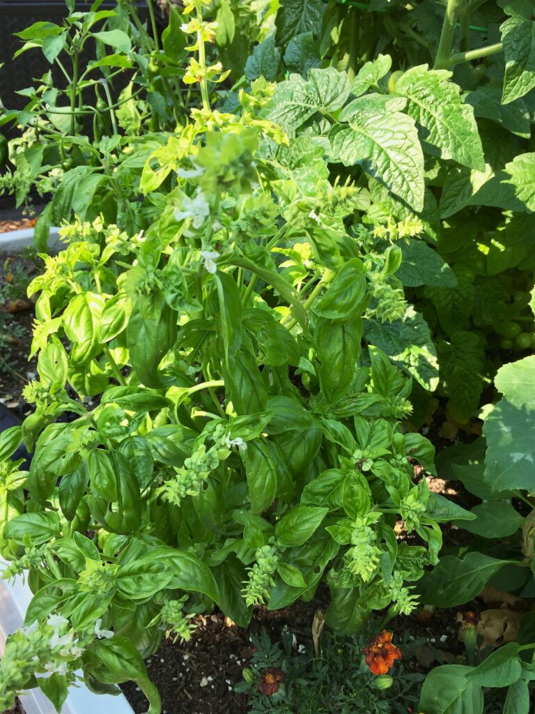 fresh basil growing in garden