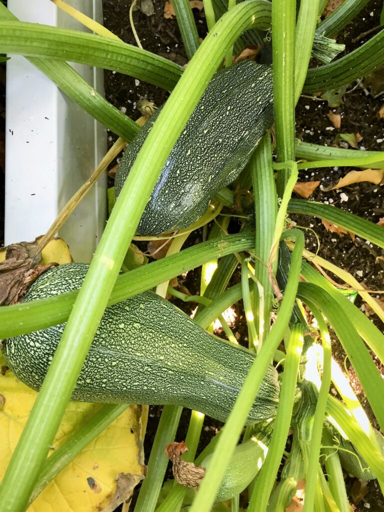 zucchini growing in garden bed