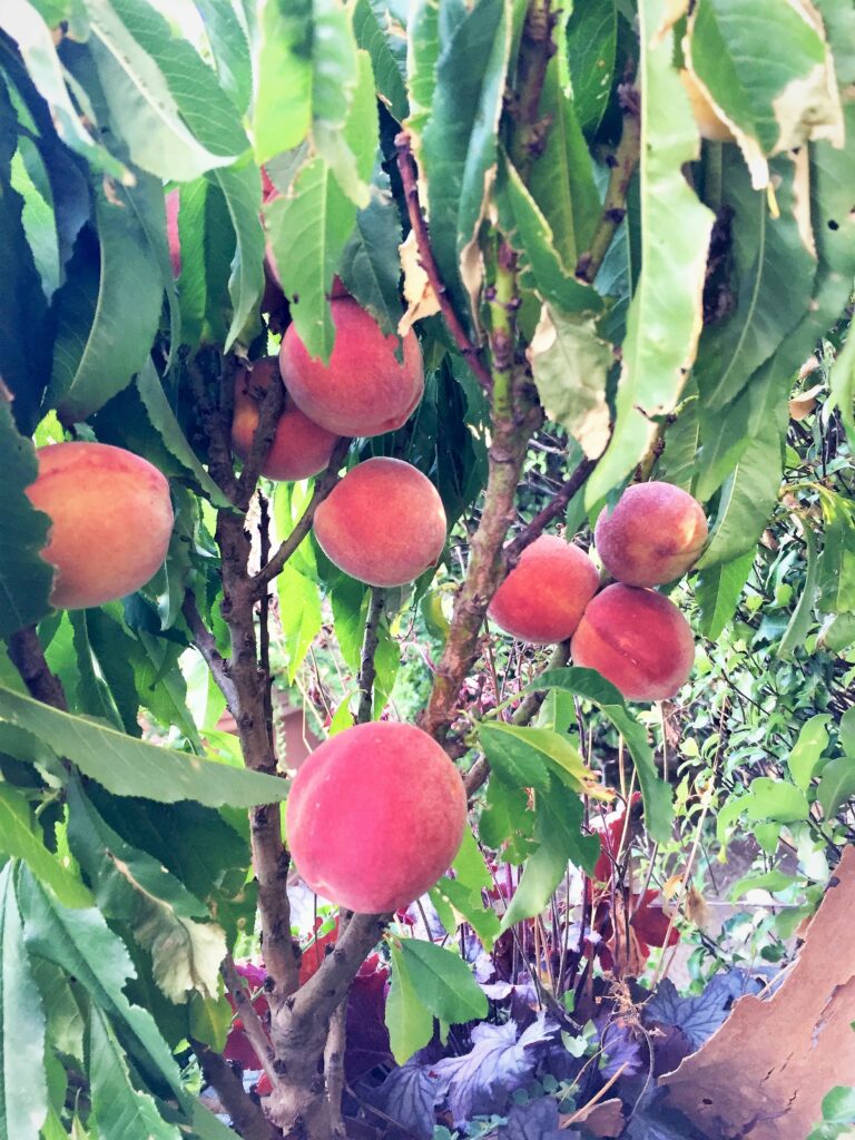 dwarf trees with ripe fruit hanging in the limbs