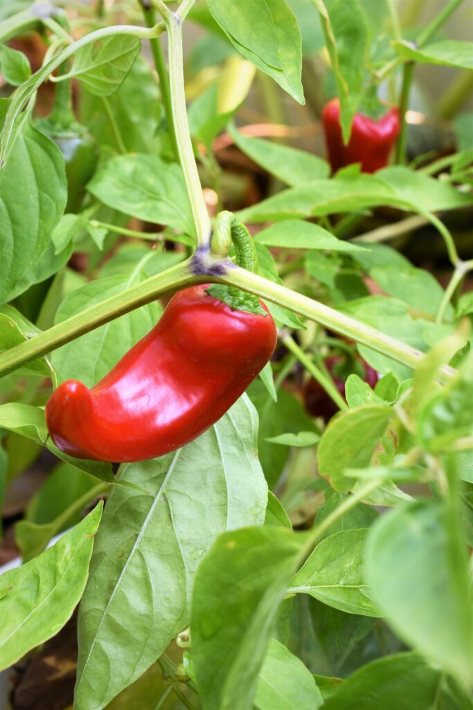 red chilies growing on stem in garden